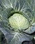 White late cabbage on the garden bed