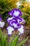 White Lavender Blooming Bearded Iris