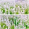 White Lavender collage