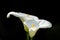 White Leaf arum lilies with black background