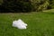 White leather sneakers on a green lawn