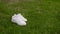 White leather sneakers on a green lawn