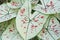 White leaves,Caladium Bicolor,Queen of the Leafy Plants
