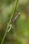 White-legged damselfly