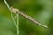 White-legged damselfly or Blue featherleg Platycnemis pennipes