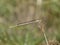 White-legged damselfly, Platycnemis pennipes