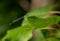 White-legged Damselfly, Platycnemis pennipes, on a leaf tip. Italy.