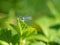 White-legged damselfly Platycnemis pennipes male hiding on green leaf in sunny summer day