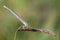 White-legged damselfly Platycnemis pennipes in the nature habitat.