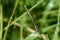 White legged damselfly resting on a leaf of grass