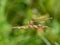 White-legged damselfy female Platycnemis pennipes sitting on grass