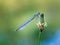 White-legged damselfy Platycnemis pennipes sitting on flower