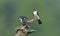 White-legged Falconet