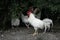 White leghorn