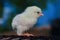 White Leghorn chick.