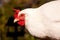 White Leghorn Chicken