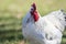 White Leghorn chicken closeup green background copy space
