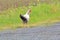 White Leghorn Chicken on side of Road