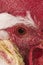 White Leghorn, Domestic Chicken, Cockerel, Close-up of Head