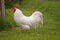 White Leghorn, Domestic Chicken, Cockerel standing on Grass