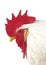 White Leghorn, Domestic Chicken, Portrait of Cockerel against White Background