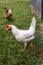 White leghorn hen chicken foraging