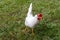 White leghorn hen chicken foraging