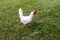 White leghorn hen chicken foraging