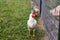 White leghorn hen chicken foraging