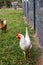 White leghorn hen chicken foraging