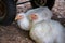 White leghorn pullets or young hens