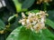 White lemon flowers on a branch grow bunch