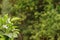 White lemons flowers blooming in lemon garden