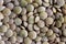 White lentils in a close up background texture