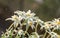 White Leontopodium nivale, edelweiss mountain flowers, close up