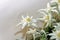 White Leontopodium nivale, edelweiss mountain flowers, close up