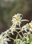 White Leontopodium nivale, edelweiss mountain flowers, close up