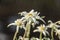 White Leontopodium nivale, edelweiss mountain flowers, close up