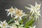 White Leontopodium nivale, edelweiss mountain flowers, close up