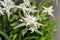 White Leontopodium nivale, edelweiss mountain flowers, close up