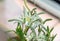 White Leontopodium nivale, edelweiss mountain flowers, close up