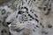 White Leopard