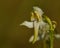 White lesser butterfly orchid, platanthera bifolia