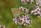 White-letter Hairstreak - Satyrium w-album