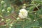 White leucaena glauca flower in nature garden