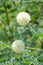 White leucaena glauca flower in nature garden