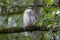 White Leucistic Barred Owl bird