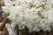 White lichen