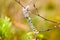 White lichen grown on forest trees