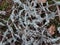 White lichen on old pine branches in a pine forest